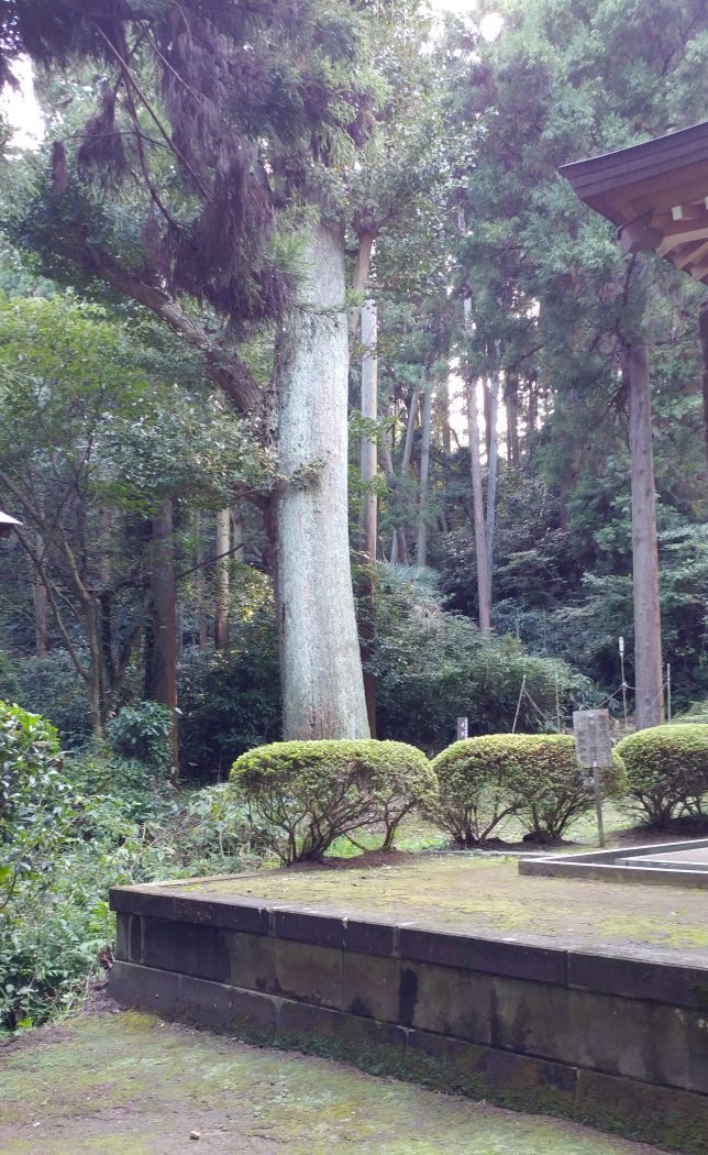 熊野神社・御神木