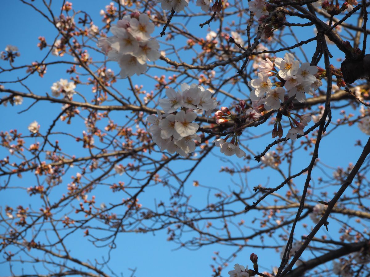 鎌倉の花見の名所が盛りだくさん！さくらマップを作成しました｜トピックス