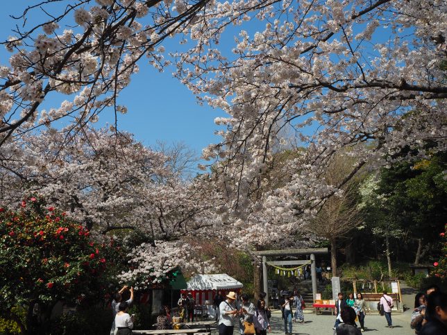 葛原岡神社と桜