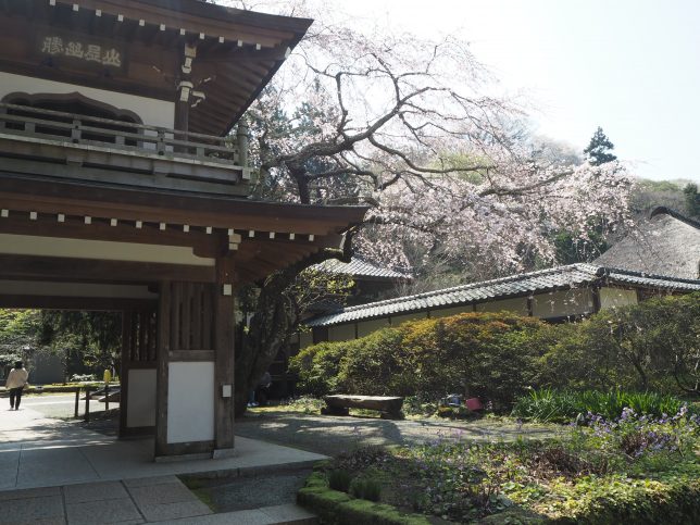 浄智寺鐘楼門と桜