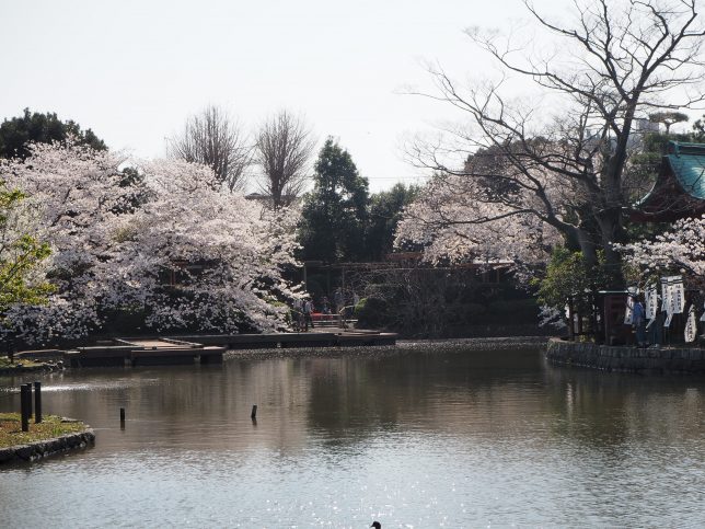 鶴岡八幡宮の源氏池の桜