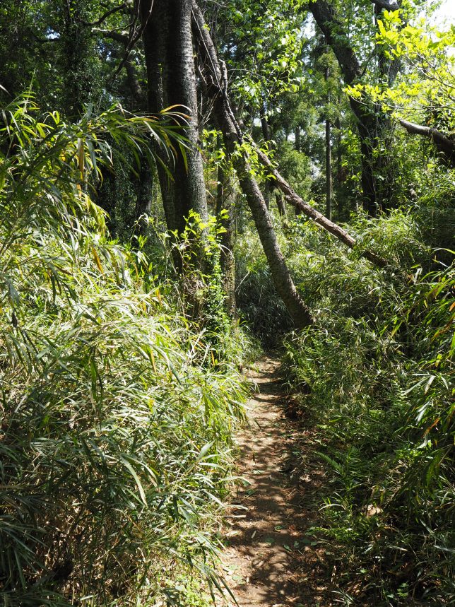 十二所果樹園のハイキングコースを六浦方面に進む